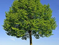 菩提树句子大全