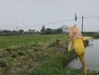 《老大、老二和老三去钓鱼》的读后感大全