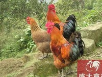 关于可想而知的名言