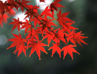 我爱你，这是我的劫难、优美的句子
