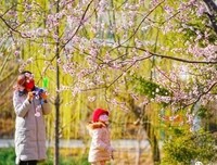 《花开不天里年》的句子