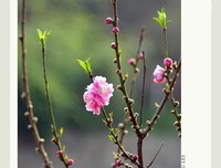 诗歌·新律·春满人间·四首·防骗三首·虽然你不是太