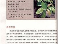 芳香疗法教科书读后感摘抄