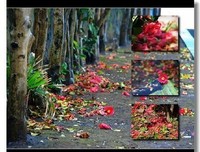 细雨下点碎落花声的读后感大全