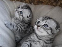 训练猫咪，一本就够了读后感摘抄