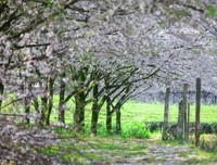 一个人の花开花落句子