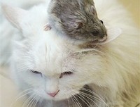 《一只猫的生活与哲学观》读后感100字