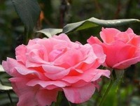 为伊消得人憔悴。优美的句子