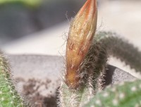 流浪的还个小我毛的句子
