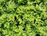 《慢性折磨呕吐室》观后感摘抄
