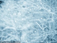 雪花雨的句子