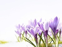 《恶那发可后花》的句子