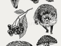 《谢谢刺猬、黑莓和蘑菇》读后感1000字