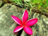 花落花开的语句摘抄_关于花落花开的语句
