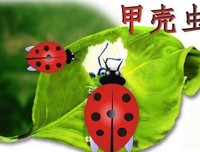 《甲壳虫的全球史》读后感100字