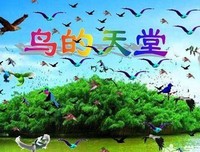 鸟类读后感锦集