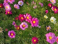 《一路格桑花》经典观后感集