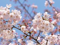 花草时光：一花一世界的读后感大全