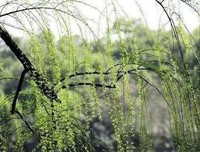 春天寂静，你我何在？
