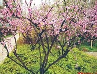 《千万与春住》读后感1000字
