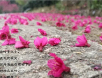 梦里花落知多少优美的句子