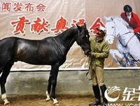 卖马的女人读后感锦集