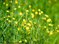 花萼与三叶读后感锦集