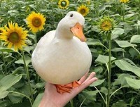 关于色彩斑斓的唯美语录