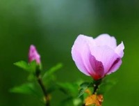 许我一座漂亮的小屋的读后感大全