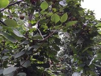 诗和去可看目小
