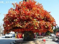 《许愿树》读后感摘抄
