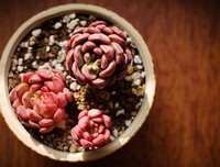 关于磕磕碰碰的唯美语录