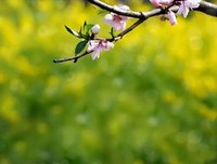 二月春暖，三月花开