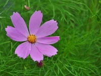 愿：人生苦尽甘来，岁月含香