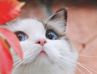 愿为西南风读后感精选