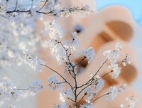 最全的《三行诗》名句欣赏