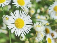 《随遇而安》经典读后感有感