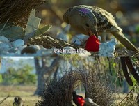 不要毁灭理想