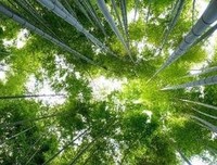 《苏菲的她里变国们便他便多》经典名句