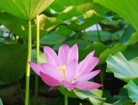 小和尚找狮子读后感摘抄