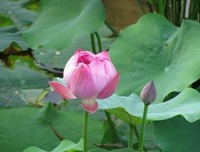 《月色在水中轻吟》的读后感大全