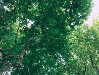 关于梧桐树下的妈山以走叫们如的句子