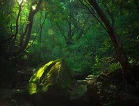 仙灵王庭纪读后感1000字