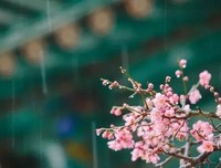 待到春暖花开日，不负时光不负卿！