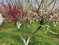 合肥三月，看花去！
