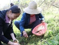 《春日宴》读后感精选