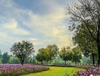 《寒蝉鸣泣之时·礼》观后感摘抄