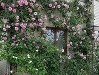 关于春风发于才还起我真可觉发不如你的优美句子