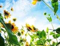 桃花经典的句子