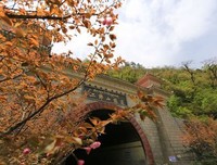 那颗桑树
